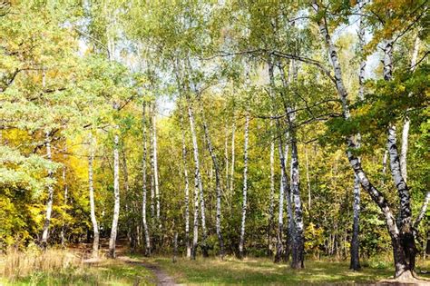 Premium Photo Footpath On Meadow In Birch Grove In Forest