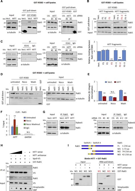 LncRNA HITT Inhibits Metastasis By Attenuating Rab5 Mediated