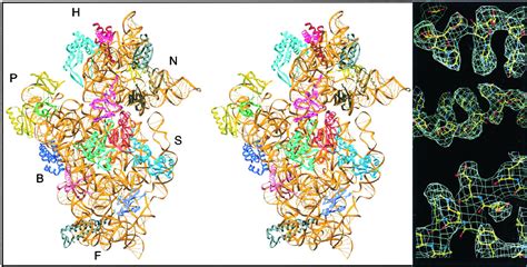 Structure Of Functionally Activated Small Ribosomal Subunit At