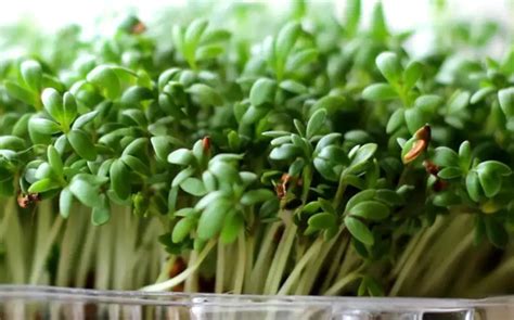 Quinoa Microgreens Best Helpful Growing Tips Review