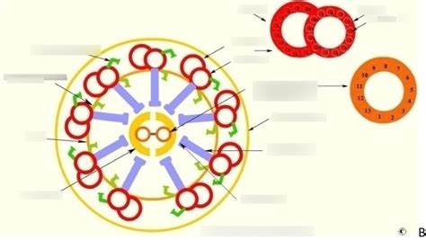 Struktur Eines Ciliums Im Querschnitt Diagram Quizlet