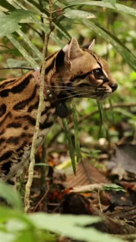 Ocelot Conservation 😍 | Wildlife photography, Amazon rainforest animals, Rainforest animals