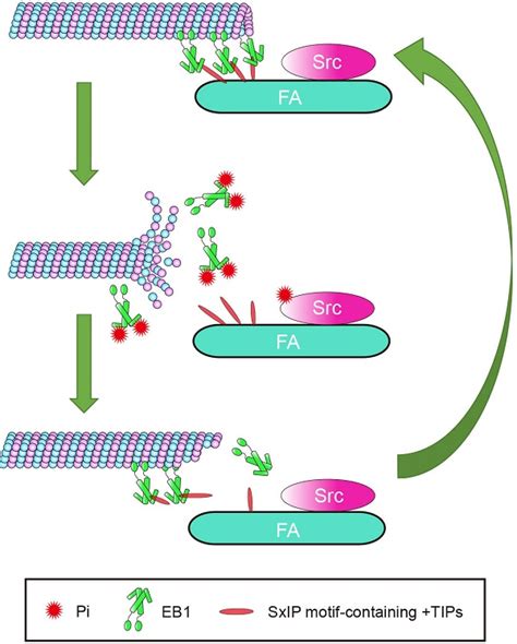 Proto Oncogenic Src Phosphorylates Eb To Regulate The Microtubule