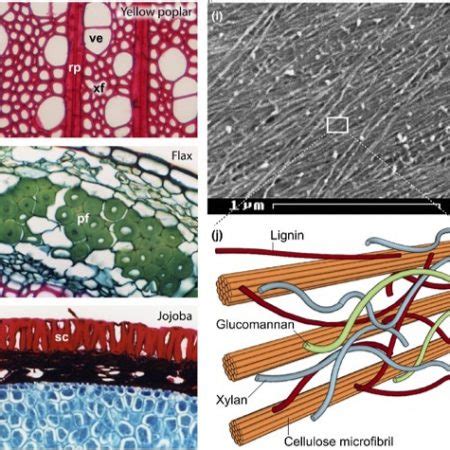 Plantae | Xylan and lignin deposition are independent of cellulose in ...