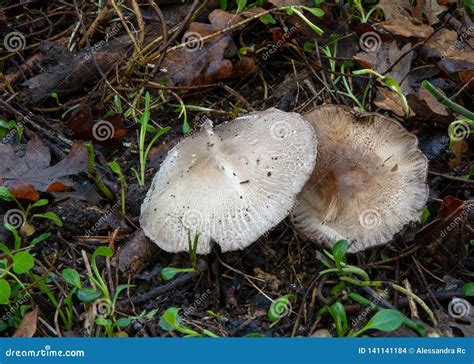 White Gilled Fungus From California Stock Photo Image Of Agaricus