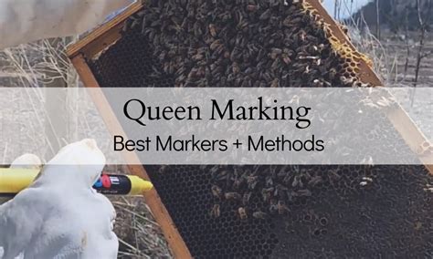 Marking Queen Bees | BEST Markers + Methods – The Farmers Cupboard