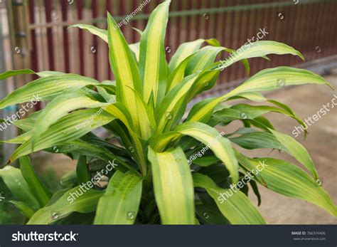 1946 Dracaena Fragrans Flower Images Stock Photos And Vectors