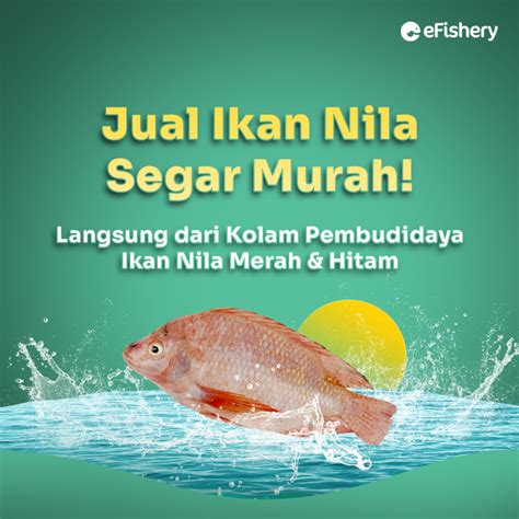 Jual Ikan Nila Merah Hitam Segar Harga Terupdate