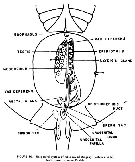 Anatomy Of A Stingray - Anatomical Charts & Posters