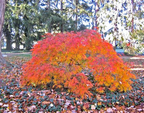 Veridis Fall Color Can Range To More Orange As Well Japanese Maple Tree Laceleaf Japanese