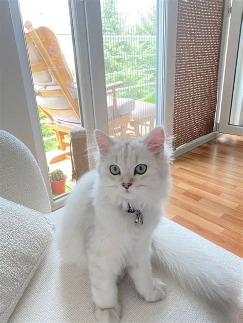 british kitten, 2024 | Kedi