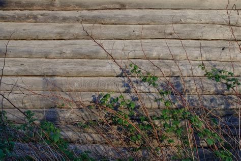 700 Photos De Mur En Bois Avec Des Rondins Photos De Stock Gratuites