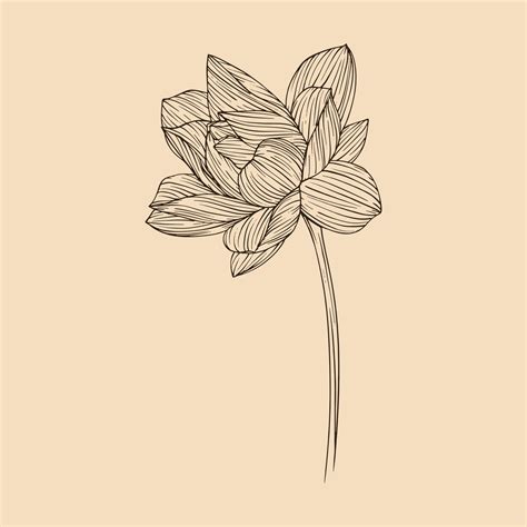 Lotus flower vector illustration with line art 20548290 Vector Art at ...