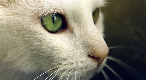 В окото на котката | webstage.bg