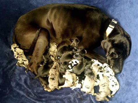 Arizona Great Dane Named Cleo Gives Birth to 19 Babies: 'It Was Like ...