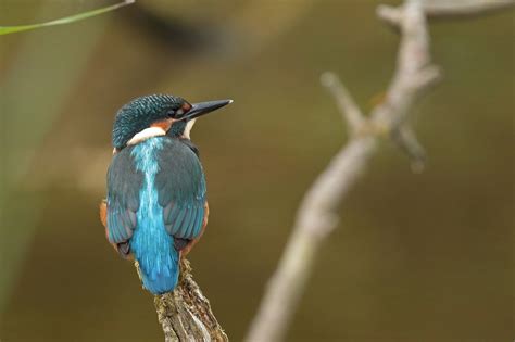 Oiseaux De Jean Pierre Cappe Ao T Week End Martin P Cheur