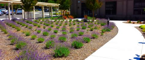 Slvlavender Gardeners Guild Sf Bay Area Full Service Landscaping