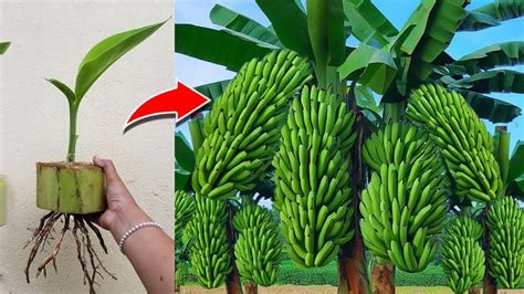 How To Propagate Banana Plants From Banana Stems Is 100 Successful