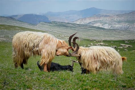 Mountain Goats With Big Horns In The Mountains Of Dagestan Stock Photo