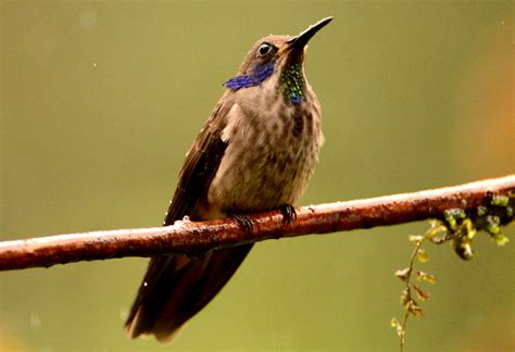 Colibri Delphinae 1 Brauner Veilchenohrkolibri Colibri Flickr