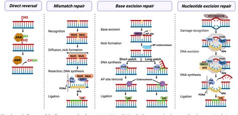 Figure From Dna Damage Response A Double Edged Sword For Vascular