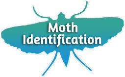 Miller Moth (Army Cutworm) Identification, Life Cycle, Facts & Pictures