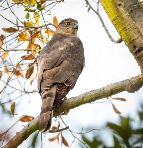 Cooper S Hawk Owen Deutsch Photography