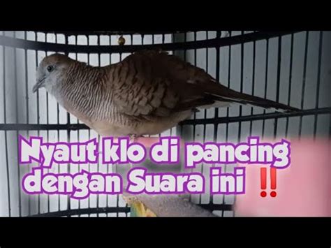 Perkutut Bangkok Gacor Suara Besar Cocok Untuk Pikat Kukuburungchannel