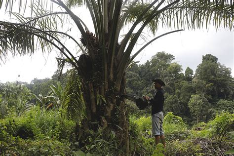 Hektar Hutan Leuser Telah Direstorasi