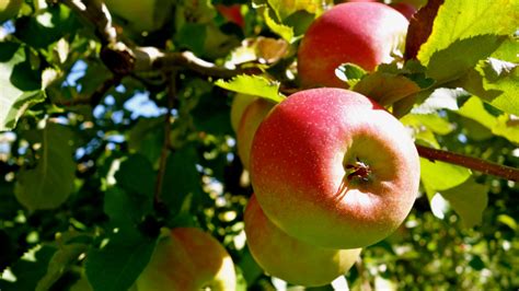 Empire Apple Tree Care