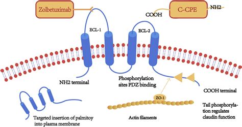 A Schematic Diagram Of The Claudin CLDN Protein Structure Claudin