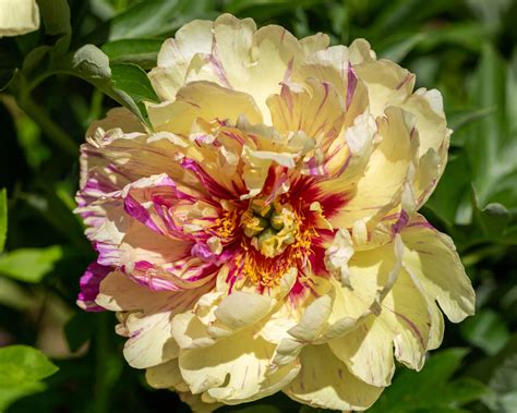 All About Itoh Intersectional Peonies Farmer Gracys Blog