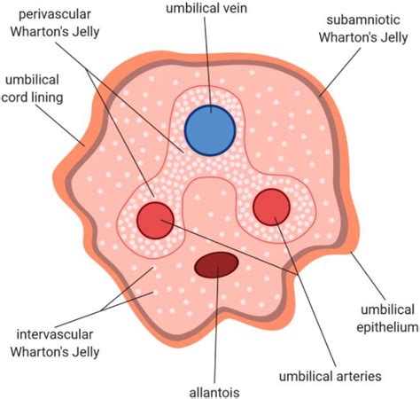 Wharton’s Jelly | The Sports and Regenerative Medicine Institute