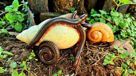 Hunting Snails Millipedes Mencari Bekicot Luwing Kaki Seribu Dan