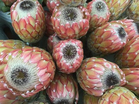 Protea Stevens And Son Wholesale Florist