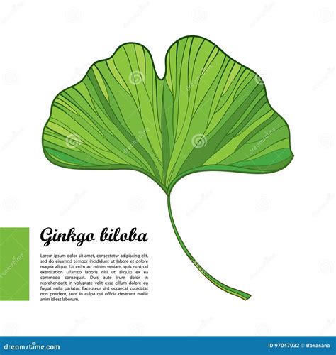 Vector La Hoja Verde Del Esquema Rbol Del Biloba Del Gingko O Del