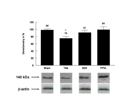 Densitometric Analysis Of Western Blots From Sham Operated Taa