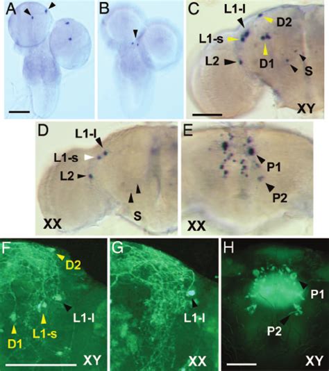 Spatial And Developmental Regulation Of Npf Expression A E In Situ