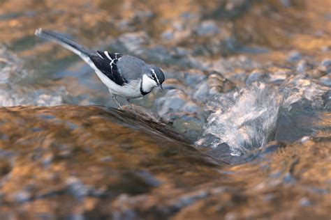 Bird Photography By The Flacks Wagtails