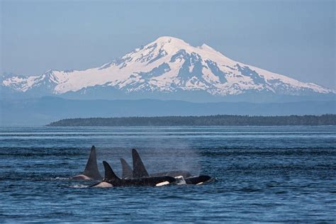 2023 Friday Harbor Whale Watching Adventure Tour