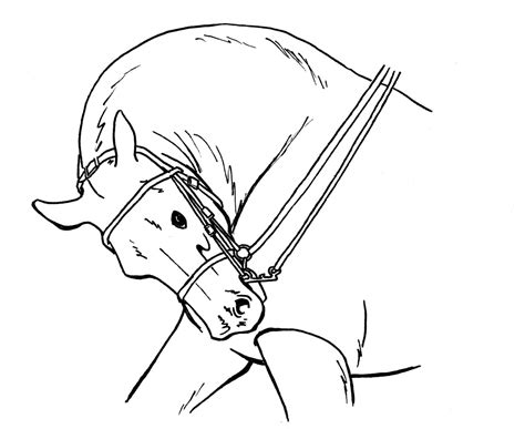 Rollkur In Horse Riding