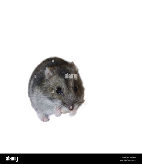 Close Up Hamster Hi Res Stock Photography And Images Alamy