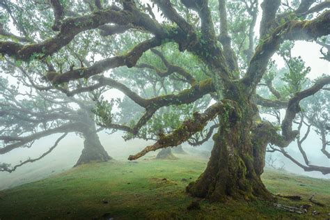 25 Photos of Madeira's Dreamy Fanal Forest by Albert Dros