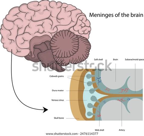 Meninges Structure Brain Stock Vector Royalty Free