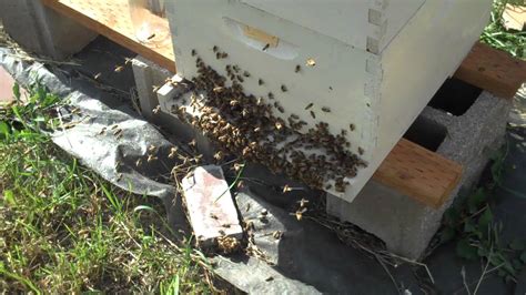 Bees In Heavy Cluster At Entrance Of Hive Youtube