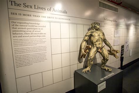 New York S Museum Of Sex Mounts Very Explicit Exhibits Nsfw Huffpost