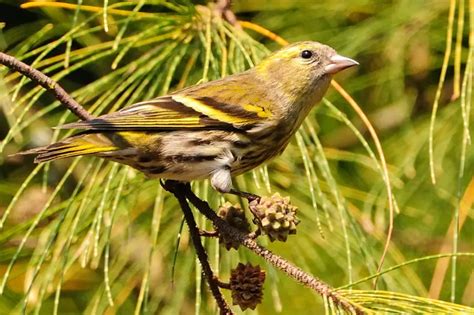 Types of Finches - Different Types of Finches