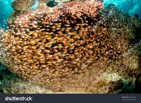 Glassfish Golden Sweepers Fish School On Stock Photo 450379531