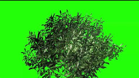 Plants Green Screen Best Tree Green Screen Footage Green Screen Footage Greenscreen How To