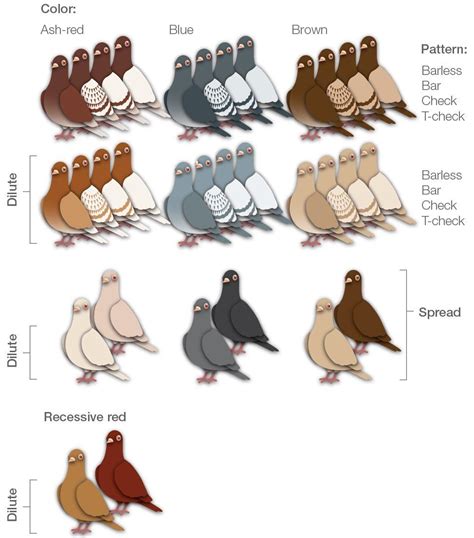 Colour Pigeons Pet Pigeon Pigeon Breeds Pigeon Loft